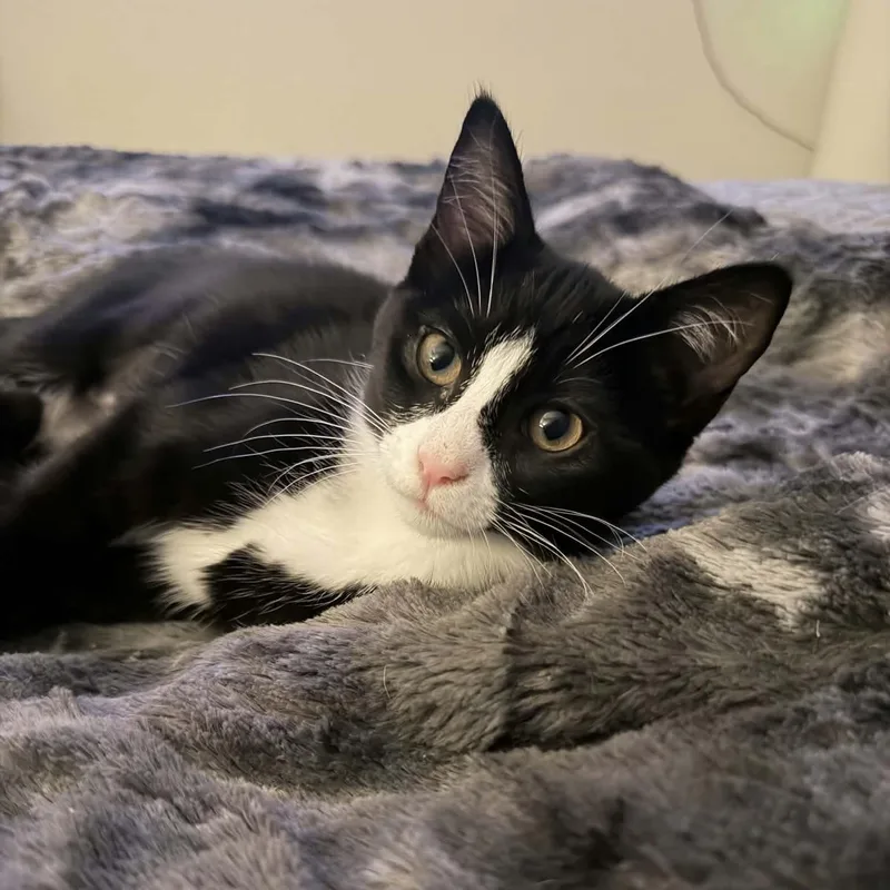 A baby small-sized female Black & White / Tuxedo Domestic Short Hair cat named Doc for adoption in Gladstone, OR