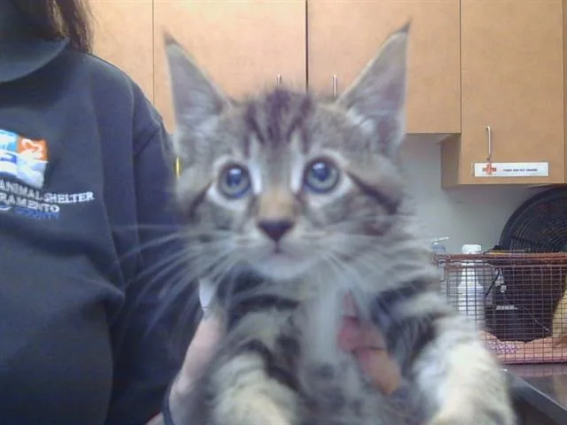 A baby small-sized male Domestic Short Hair cat named Malbec for adoption in Sacramento, CA