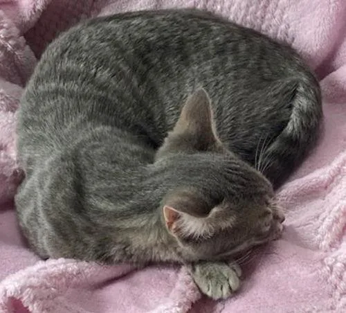 Tigerbell  Courtesy Listing thumbnail 2