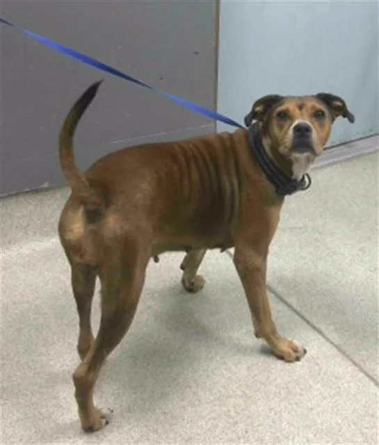 A young medium-sized female Boxer dog named Lovebug for adoption in Tallahassee, FL