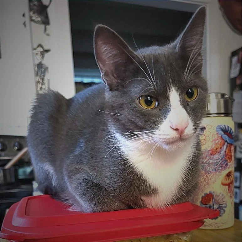 A young large-sized male Gray / Blue / Silver Domestic Short Hair cat named Mac for adoption in Springfield, OR