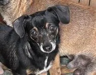 A young small-sized male Dachshund dog named Papa for adoption in San Antonio, TX