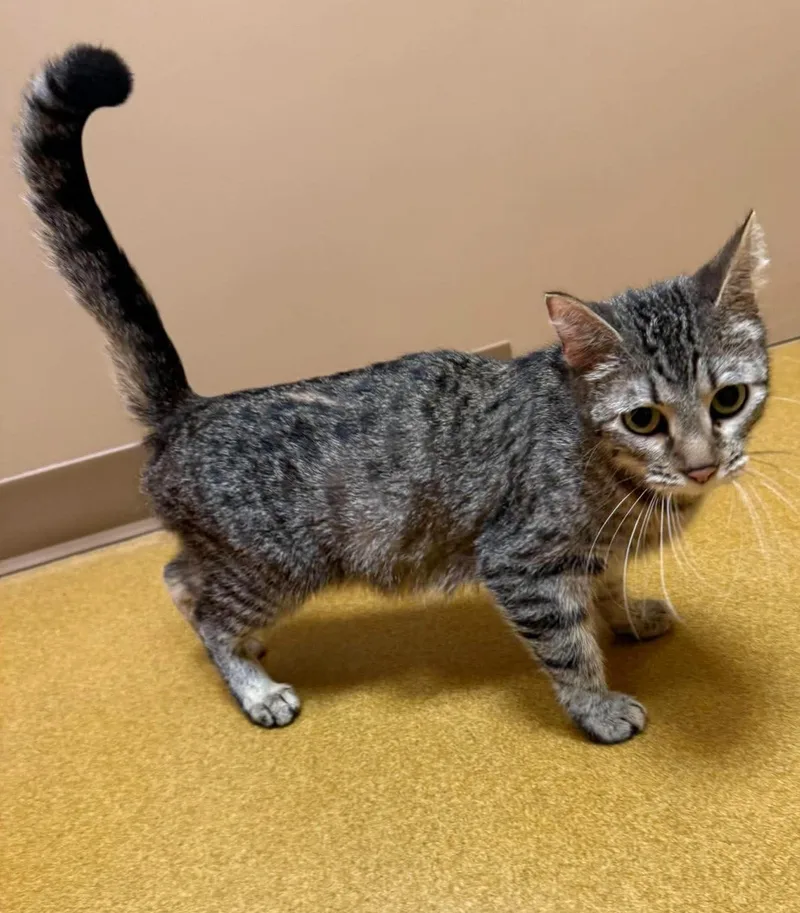 A young medium-sized female Tabby (Tiger Striped) Domestic Short Hair cat named Mercedes for adoption in Maryville, MO