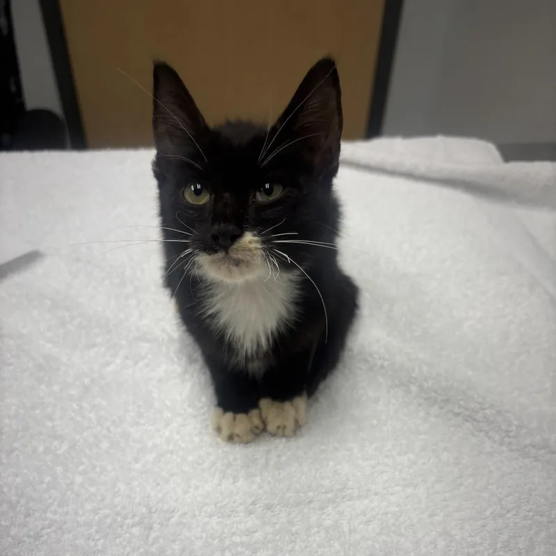 A baby small-sized male Black Domestic Short Hair cat named Ponderosa for adoption in Jacksonville, FL