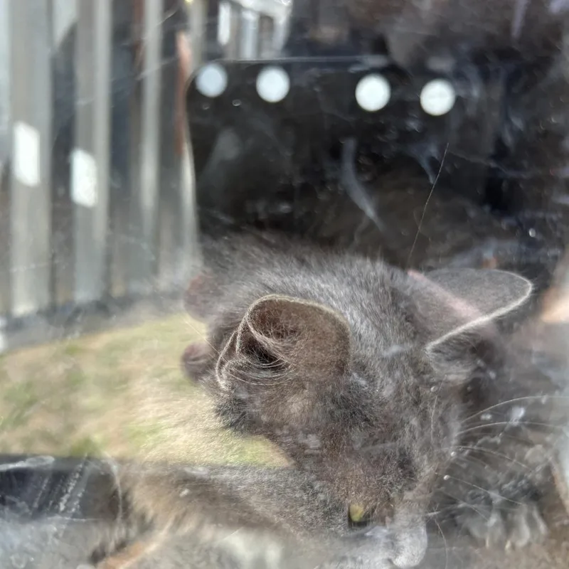 An adult medium-sized female Domestic Short Hair cat named Alice for adoption in Greensboro, NC