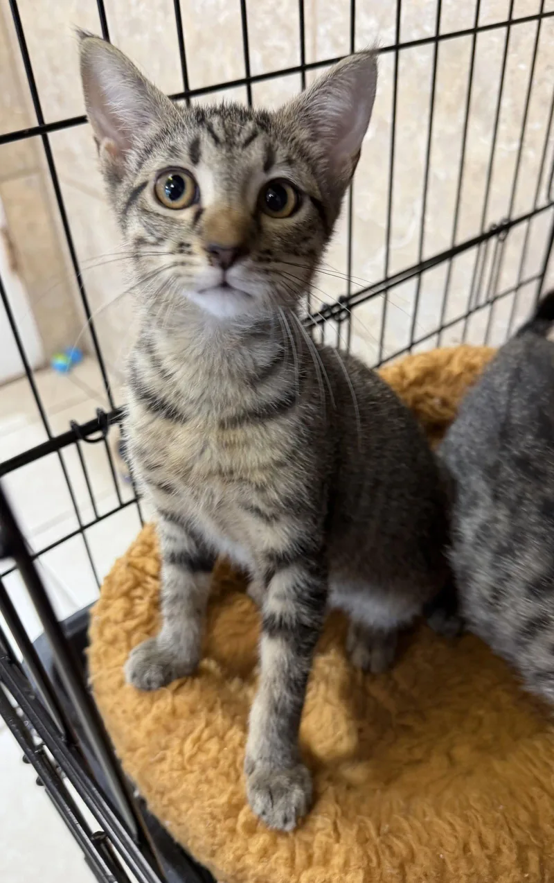 A young medium-sized male Domestic Short Hair cat named Amalgam for adoption in Satellite Beach, FL