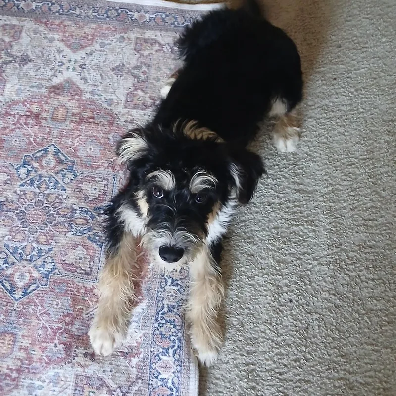 A young small-sized male Black Terrier dog named Denver for adoption in Wake Forest, NC