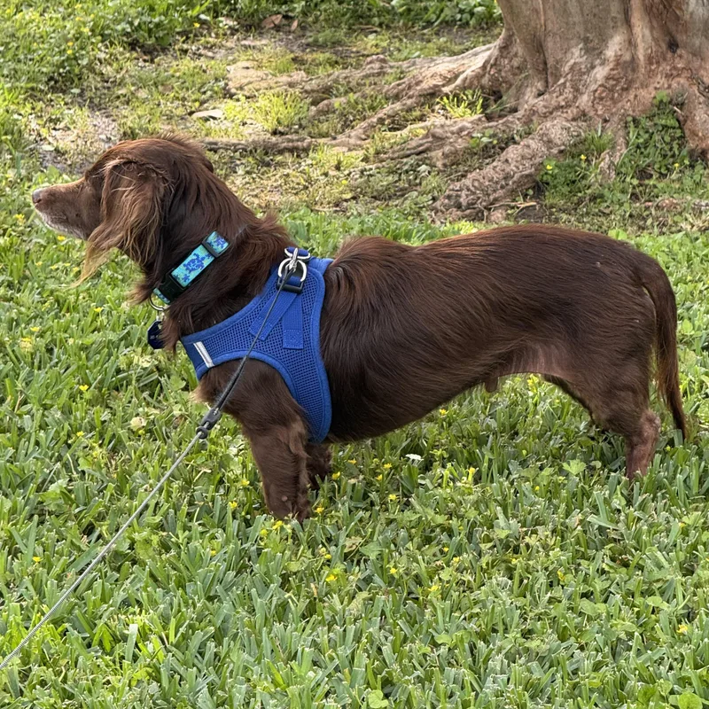 An adult small-sized male Dachshund (Long Haired) dog named Bailey for adoption in Sugar Land, TX