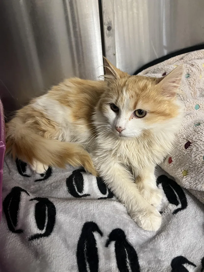 A baby medium-sized male Orange & White Domestic Long Hair cat named Merchant for adoption in Lexington, KY