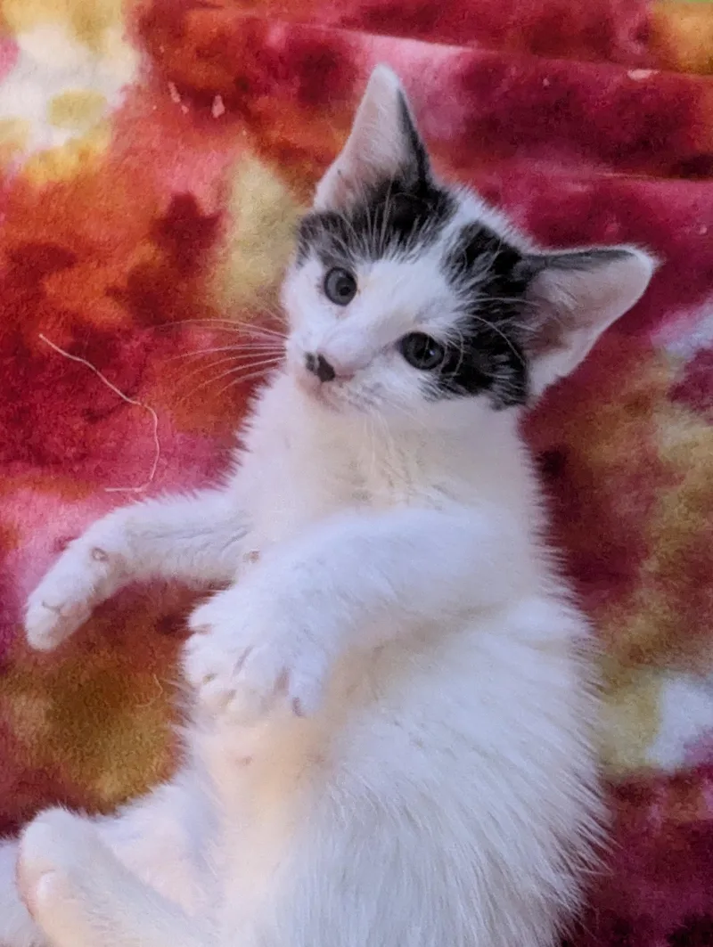 A baby medium-sized male White Domestic Short Hair cat named Meatlug for adoption in Haddon Heights, NJ