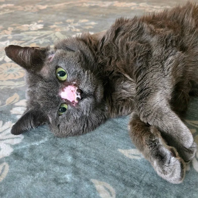An adult medium-sized male Domestic Short Hair cat named Wheatus for adoption in Tampa, FL