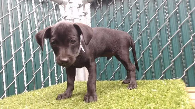 A baby medium-sized male Schnauzer dog named Hydro Flask for adoption in Downey, CA