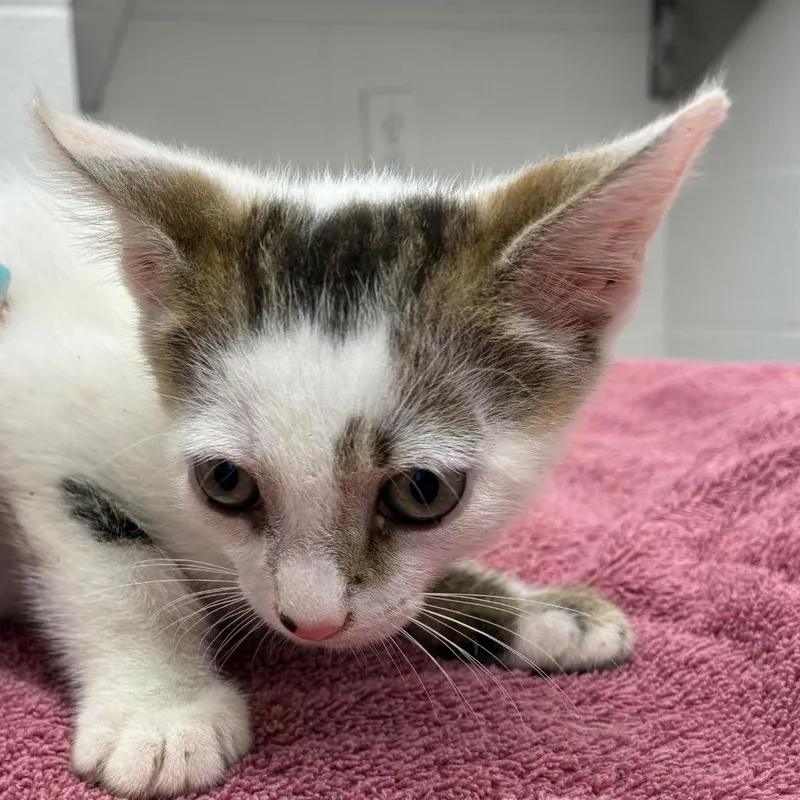 A baby small-sized male White Domestic Short Hair cat named Milo for adoption in Corpus Christi, TX