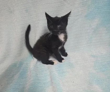 A young medium-sized female Black & White / Tuxedo Domestic Short Hair cat named Apple for adoption in Sullivan, IN