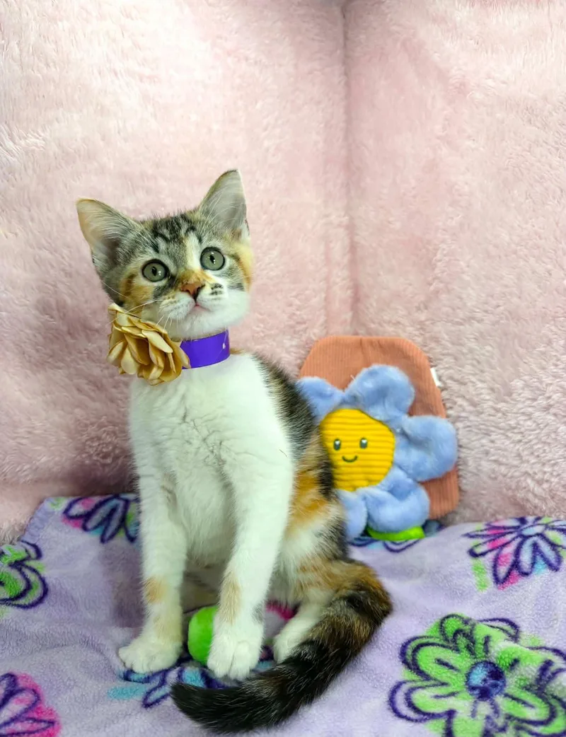 A young medium-sized female Calico Domestic Short Hair cat named Pele for adoption in Tavares, FL