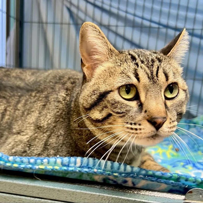 A senior large-sized female Gray / Blue / Silver Domestic Short Hair cat named Athena for adoption in Enid, OK