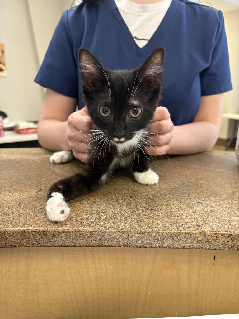 A baby medium-sized male Domestic Short Hair cat named Denny โ
for adoption in Florence, SC