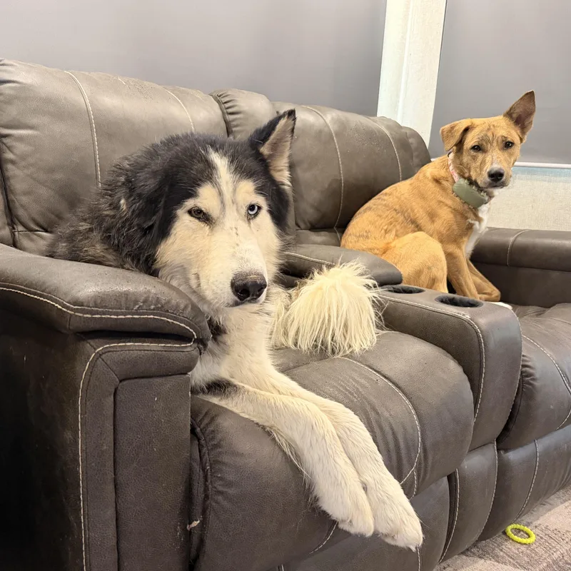 An adult medium-sized male Black Husky dog named Kermit for adoption in Marfa, TX