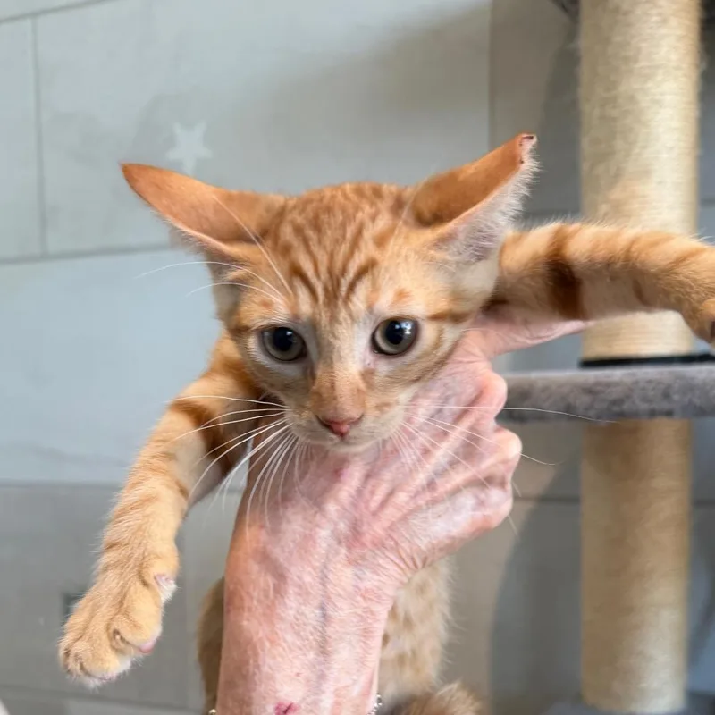 A baby small-sized male Orange / Red Domestic Short Hair cat named Sherbet for adoption in Midland, TX