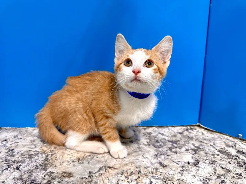 A young small-sized male Domestic Short Hair cat named Adonis for adoption in Powell, OH