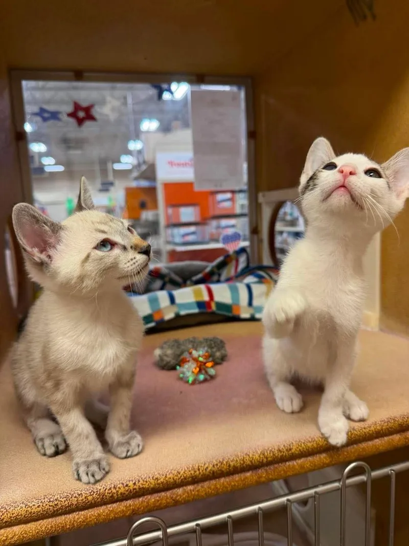 A baby small-sized male White Domestic Short Hair cat named Fearless White for adoption in Chandler, AZ