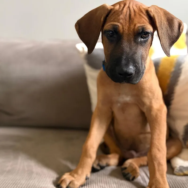 A baby medium-sized male Red / Chestnut / Orange Catahoula Leopard Dog dog named Boo Boo D for adoption in Minnetonka, MN