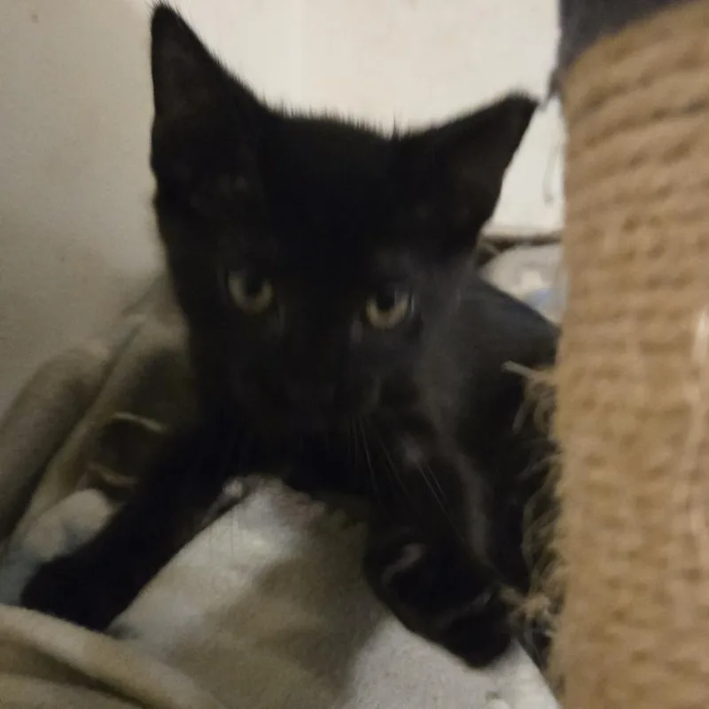 A baby small-sized male Black Domestic Short Hair cat named Thoothless for adoption in Shelbyville, IN