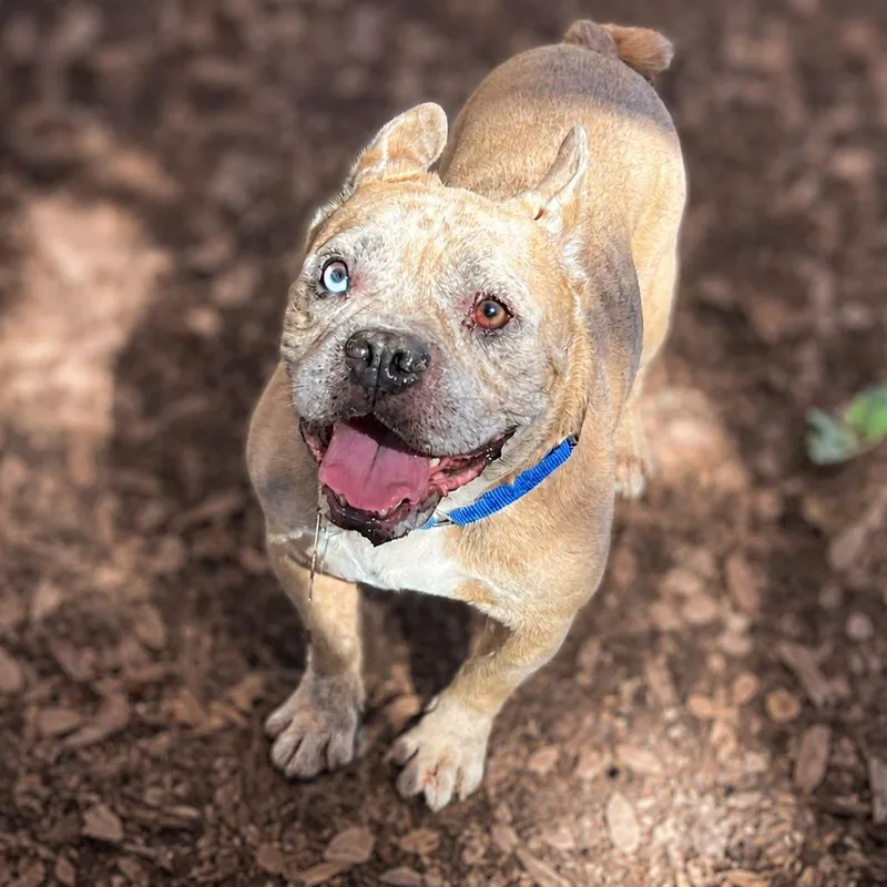 An adult medium-sized male Brown / Chocolate French Bulldog dog named Frack for adoption in Boerne, TX