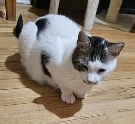 An adult medium-sized male White Domestic Short Hair cat named Alfredo for adoption in Keansburg, NJ