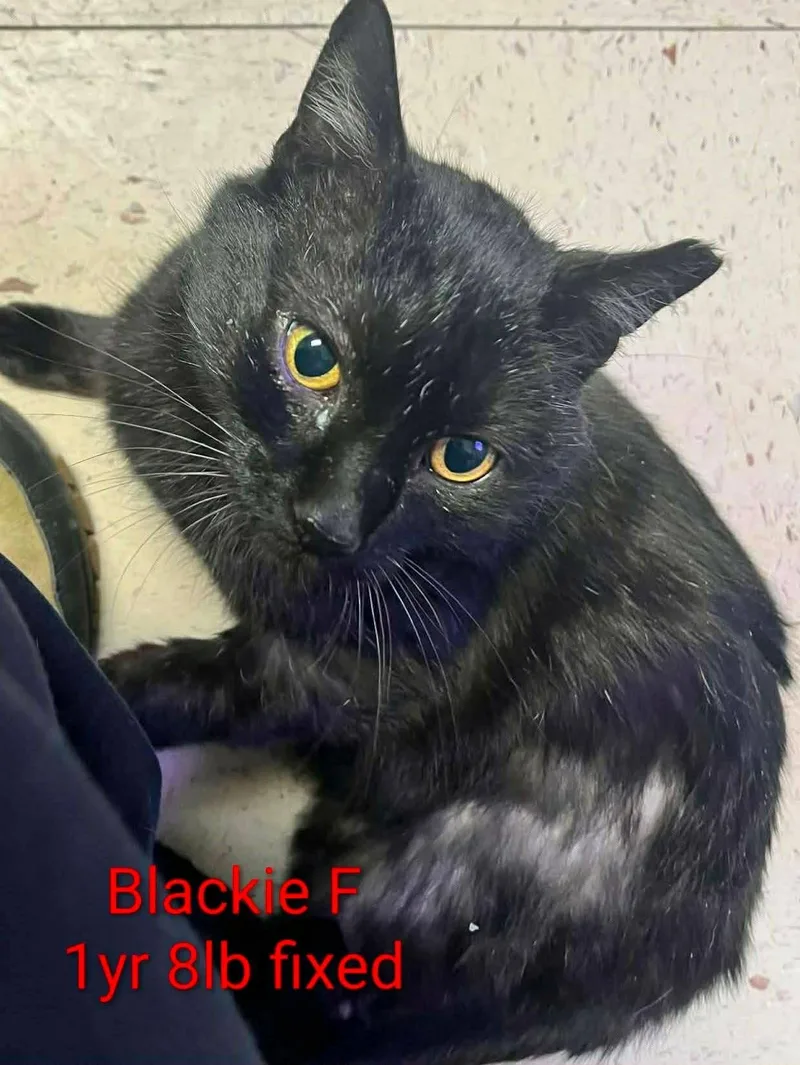 A young medium-sized male Black Domestic Short Hair cat named Blackberry for adoption in Herndon, VA
