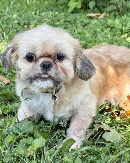An adult small-sized male Shih Tzu dog named Tucker for adoption in Malvern, PA