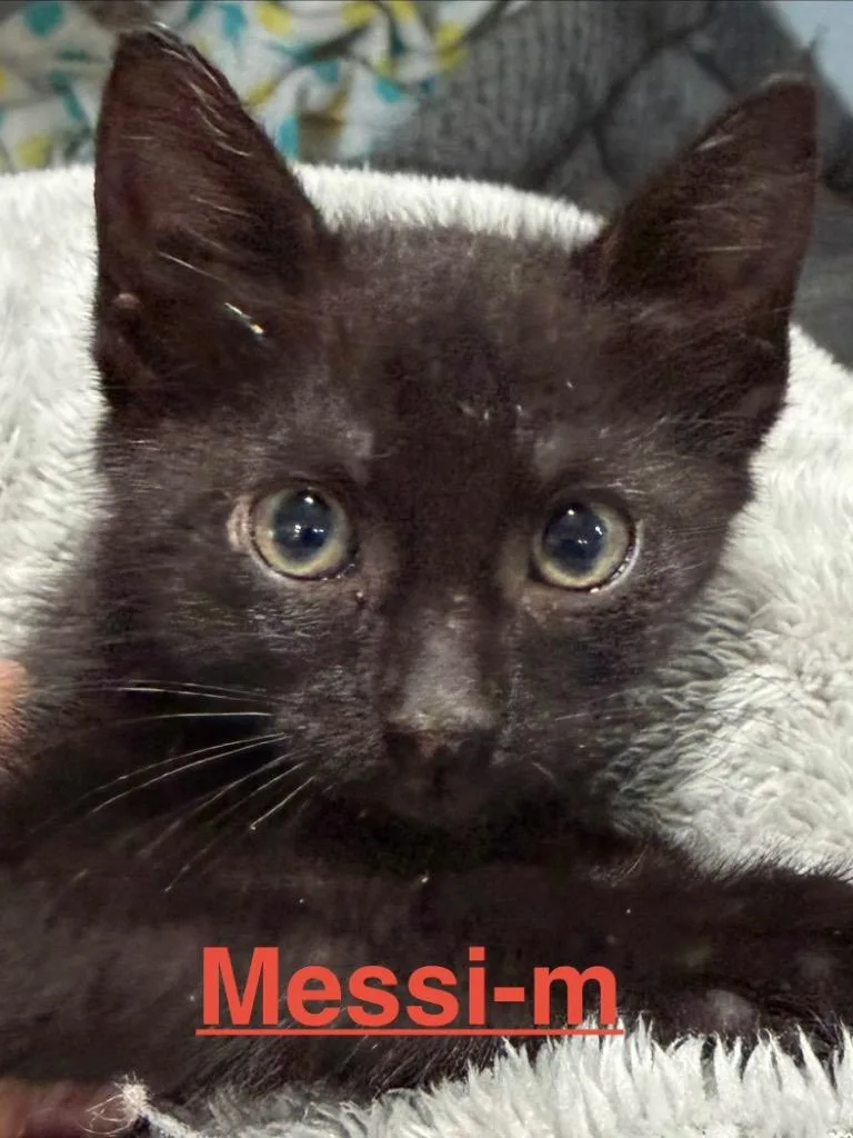A baby small-sized male Domestic Short Hair cat named Messi for adoption in Brookhaven, MS