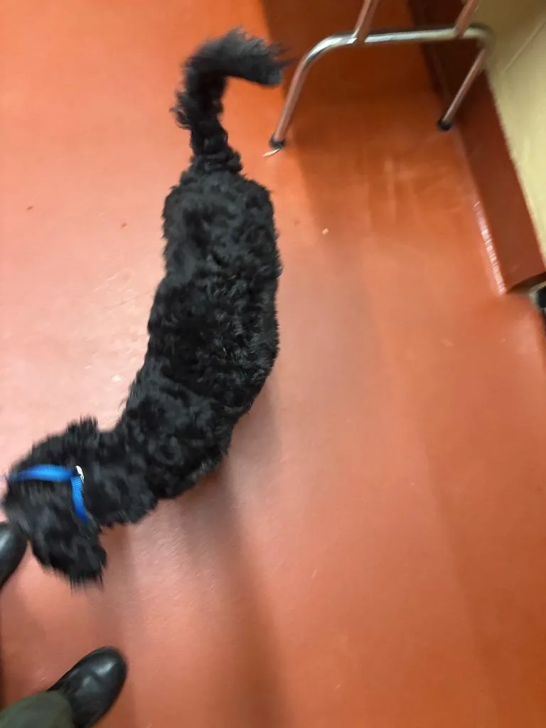 A young medium-sized male Mixed Breed dog named Eli for adoption in Douglasville, GA