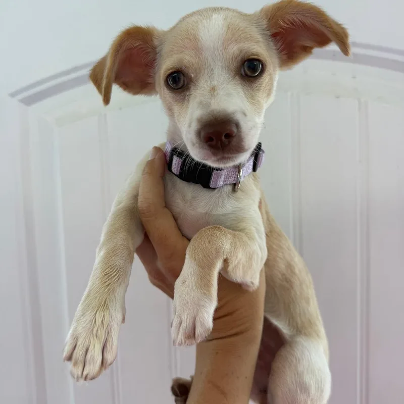 Chalupa