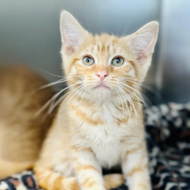 A baby medium-sized male Tabby (Orange / Red) Domestic Short Hair cat named Carousel for adoption in Jackson, NJ