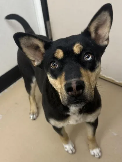 An adult medium-sized female Shepherd dog named Rose for adoption in Phoenix, AZ