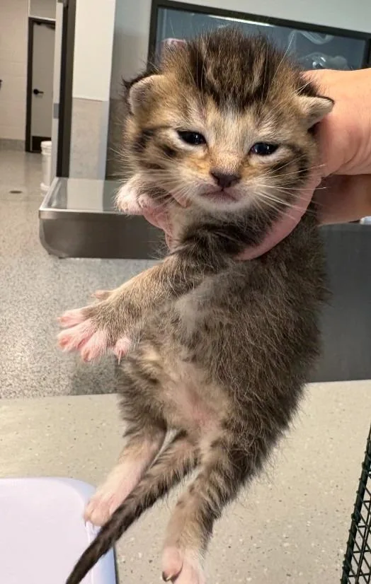 A baby medium-sized female Domestic Short Hair cat named Shasta for adoption in Clarksville, TN