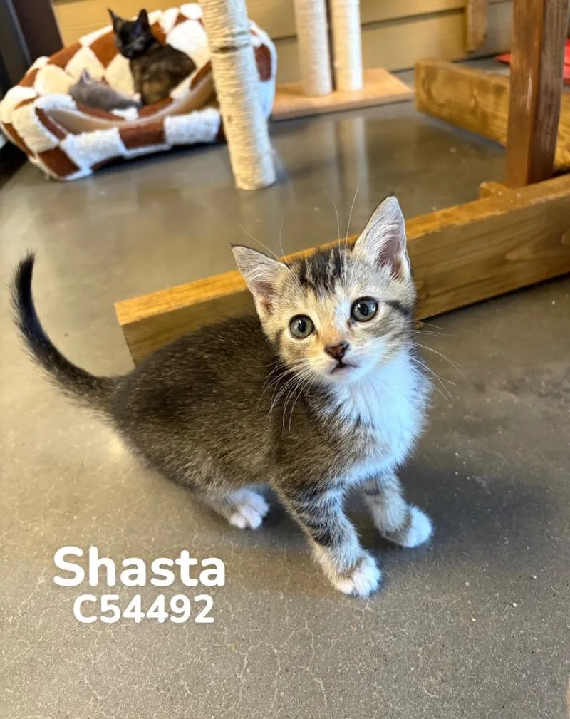 Shasta thumbnail 2