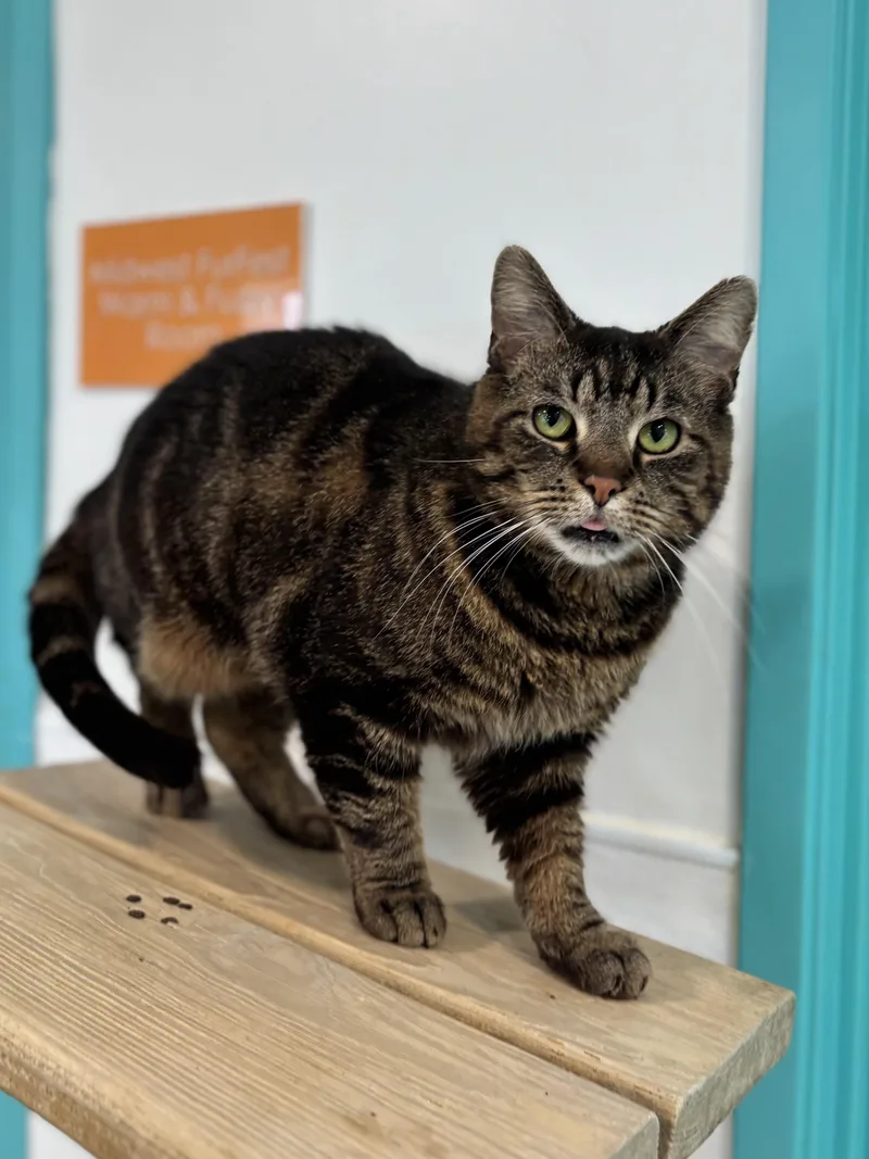 An adult medium-sized male Tabby (Brown / Chocolate) Domestic Short Hair cat named Jester The Toungueout for adoption in Chicago, IL
