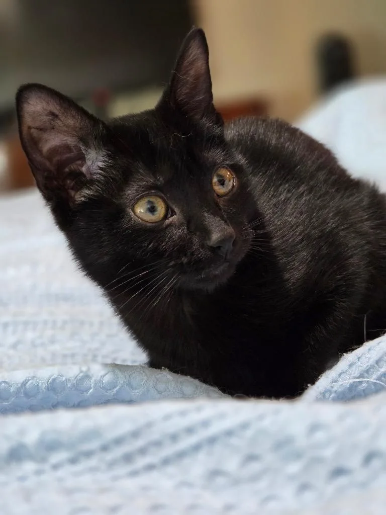 A baby medium-sized female Domestic Short Hair cat named Kiruna for adoption in Fort Lupton, CO