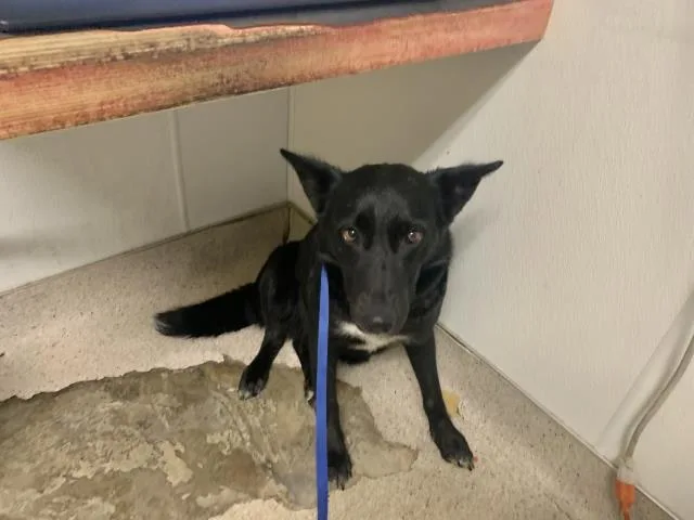 Bella Urgent