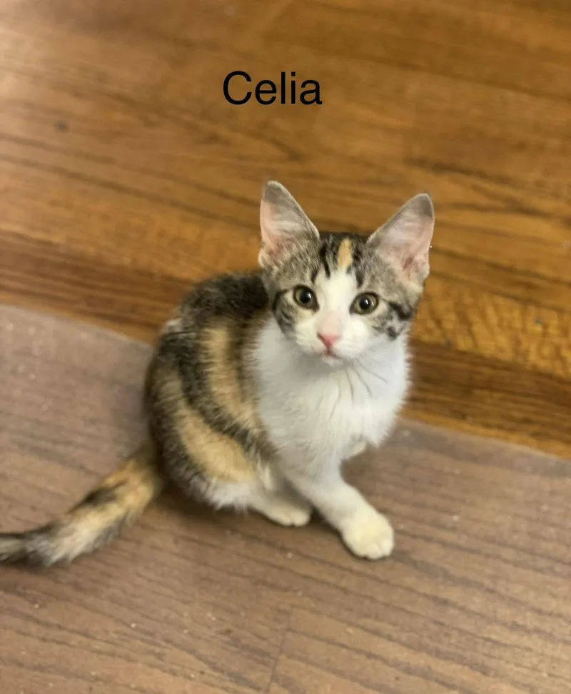 A baby small-sized female Calico cat named Celia C Weaver for adoption in Saunderstown, RI