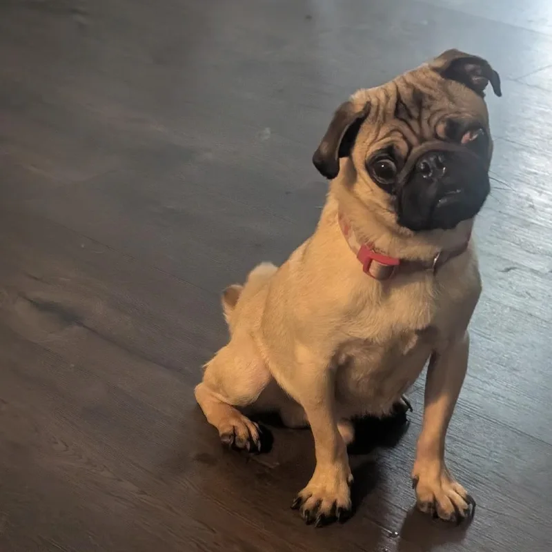 A young small-sized male Yellow / Tan / Blond / Fawn Pug dog named Puggie for adoption in Pittsburg, KS