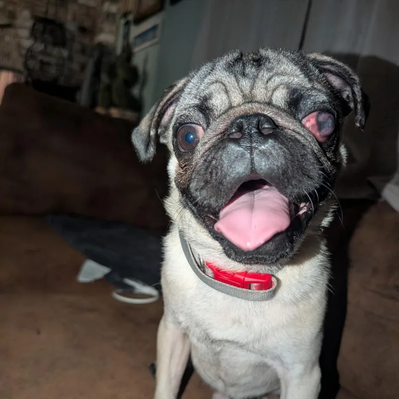 Puggie thumbnail 2