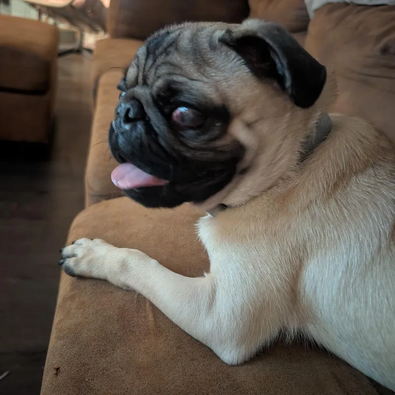 Puggie thumbnail 3