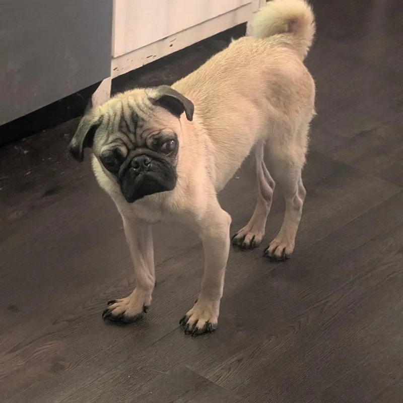 Puggie thumbnail 4