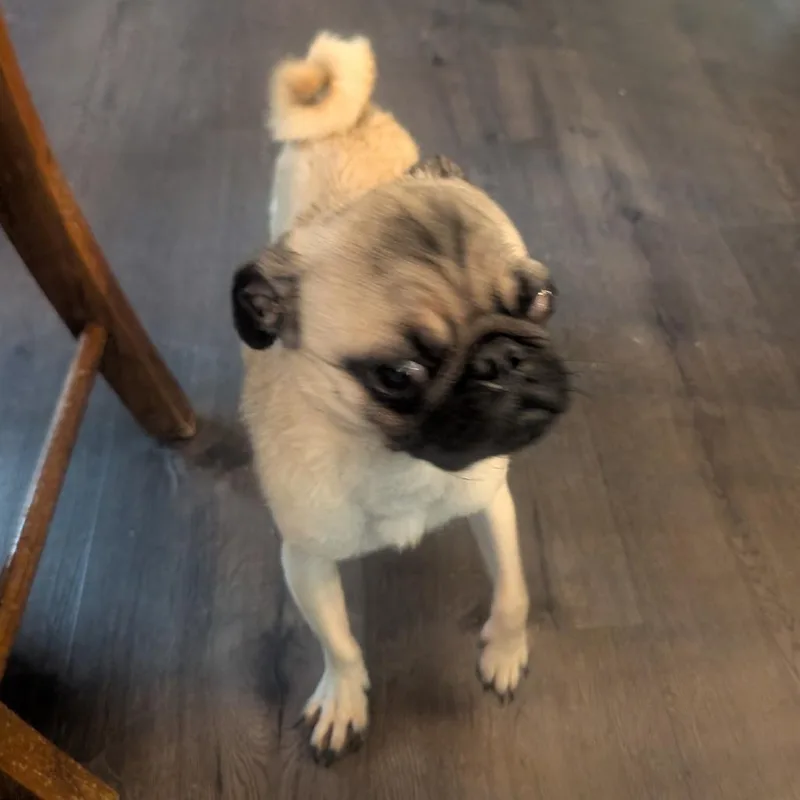 Puggie thumbnail 5