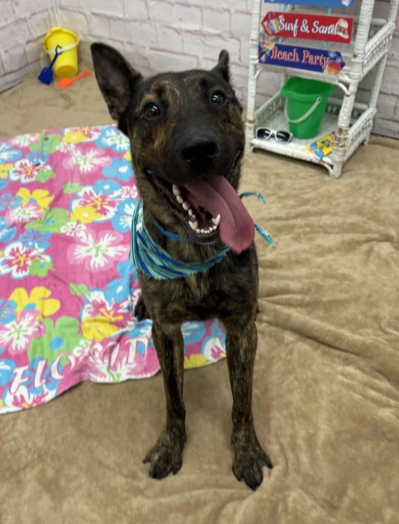 A young large-sized male Dutch Shepherd dog named Aldhani for adoption in Detroit, MI