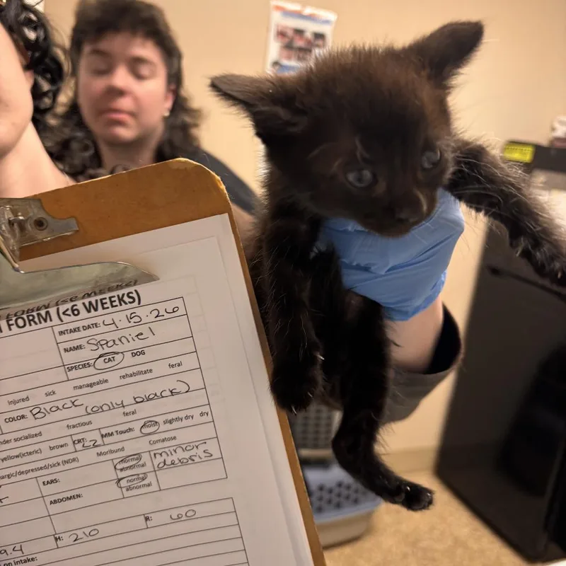 A baby small-sized male Black Domestic Short Hair cat named Spaniel for adoption in Tempe, AZ