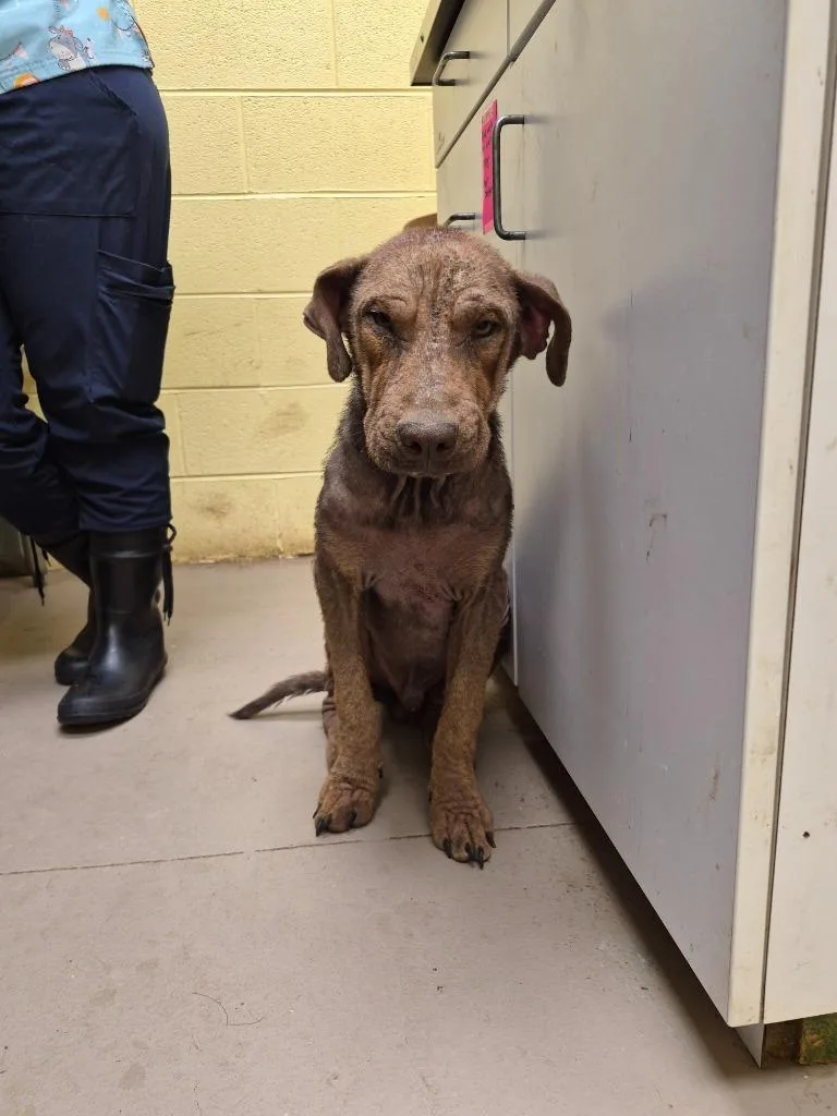 A baby medium-sized male Labrador Retriever dog named Wilbur for adoption in Crossville, TN
